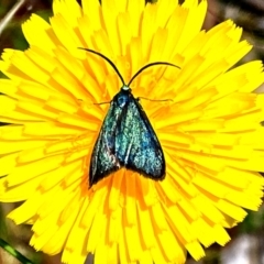 Pollanisus (genus) (A Forester Moth) at Mulligans Flat - 29 Nov 2022 by mcosgrove
