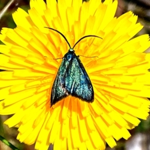 Pollanisus (genus) at Forde, ACT - 29 Nov 2022