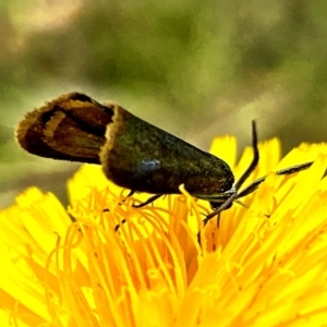 Pollanisus (genus) at Forde, ACT - 29 Nov 2022