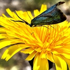 Pollanisus (genus) at Forde, ACT - 29 Nov 2022