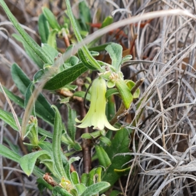 Billardiera scandens (Hairy Apple Berry) at Wanniassa Hill - 30 Nov 2022 by Mike