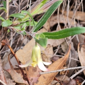 Billardiera scandens at Jerrabomberra, ACT - 30 Nov 2022 03:35 PM