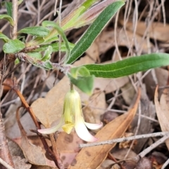 Billardiera scandens at Jerrabomberra, ACT - 30 Nov 2022