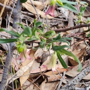 Billardiera scandens at Jerrabomberra, ACT - 30 Nov 2022 03:35 PM