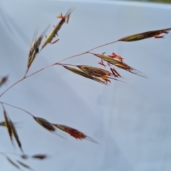 Rytidosperma pallidum (Red-anther Wallaby Grass) at Jerrabomberra, ACT - 30 Nov 2022 by Mike