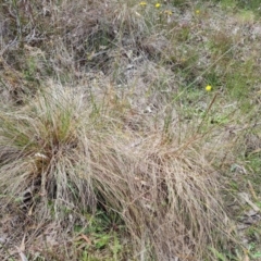 Rytidosperma pallidum at Jerrabomberra, ACT - 30 Nov 2022