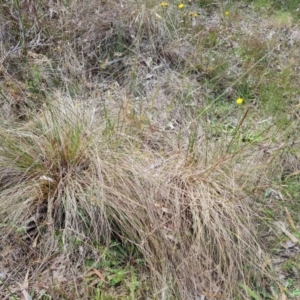 Rytidosperma pallidum at Jerrabomberra, ACT - 30 Nov 2022 03:29 PM