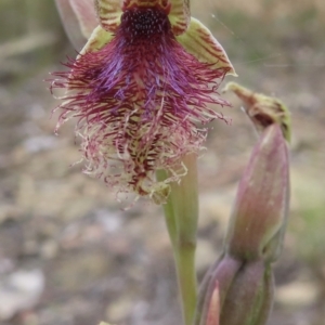 Calochilus platychilus at Carwoola, NSW - 30 Nov 2022