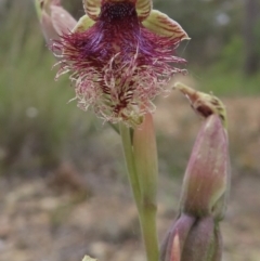 Calochilus platychilus at Carwoola, NSW - 30 Nov 2022