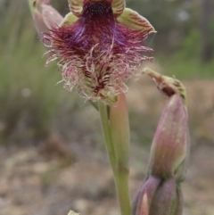 Calochilus platychilus at Carwoola, NSW - suppressed