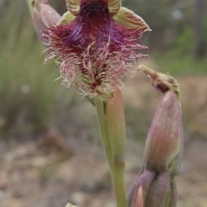 Calochilus platychilus at Carwoola, NSW - 30 Nov 2022