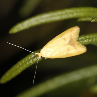 Aeolothapsa malacella (A Concealer moth) at O'Connor, ACT - 28 Nov 2022 by ibaird