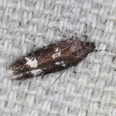 Ardozyga acroleuca (Double pale patch Gelechiid) at O'Connor, ACT - 28 Nov 2022 by ibaird