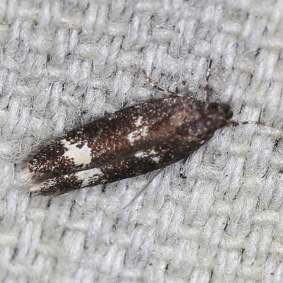 Ardozyga acroleuca (Double pale patch gelechiid) at O'Connor, ACT - 28 Nov 2022 by ibaird