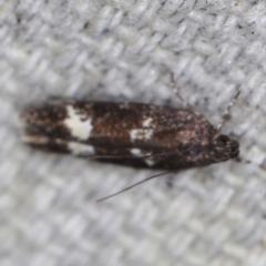 Ardozyga acroleuca at O'Connor, ACT - 28 Nov 2022 09:33 PM