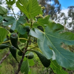 Ficus carica (Fig) at Jerrabomberra, ACT - 30 Nov 2022 by Mike