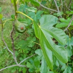 Ficus carica at Jerrabomberra, ACT - 30 Nov 2022