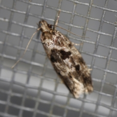Barea melanodelta (A Barea Moth) at O'Connor, ACT - 28 Nov 2022 by ibaird
