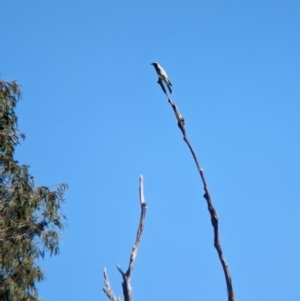 Coracina novaehollandiae at Woomargama, NSW - suppressed