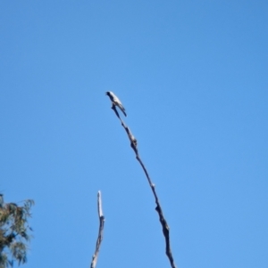 Coracina novaehollandiae at Woomargama, NSW - 30 Nov 2022