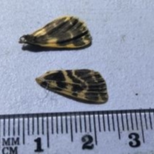 Unidentified Moth (Lepidoptera) (TBC) at suppressed by JudithRoach