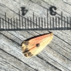 Ardices curvata at Bonang, VIC - suppressed