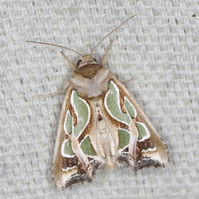 Cosmodes elegans (Green Blotched Moth) at O'Connor, ACT - 28 Nov 2022 by ibaird