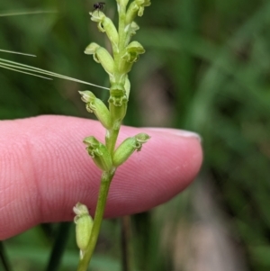 Microtis unifolia at Talmalmo, NSW - 30 Nov 2022