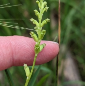 Microtis unifolia at Talmalmo, NSW - 30 Nov 2022