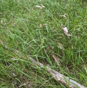 Microtis unifolia at Talmalmo, NSW - suppressed