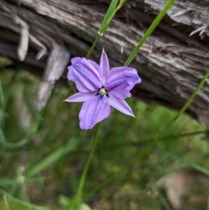 Arthropodium fimbriatum at Talmalmo, NSW - 30 Nov 2022