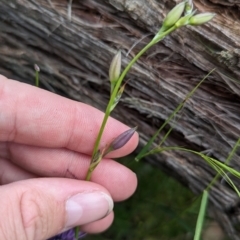 Arthropodium fimbriatum at Talmalmo, NSW - 30 Nov 2022