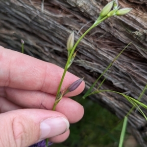 Arthropodium fimbriatum at Talmalmo, NSW - suppressed