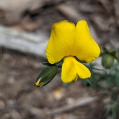 Gompholobium huegelii (pale wedge–pea) at Talmalmo, NSW - 30 Nov 2022 by Darcy