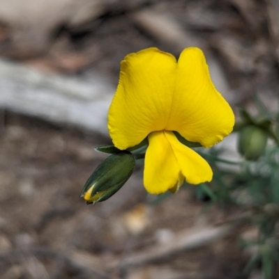 Gompholobium huegelii (Pale Wedge Pea) at Talmalmo, NSW - 30 Nov 2022 by Darcy