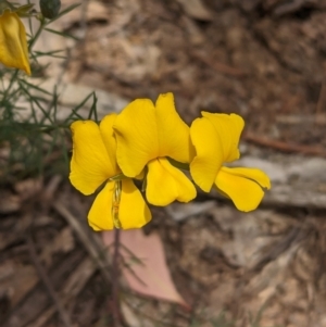 Gompholobium huegelii at Talmalmo, NSW - suppressed