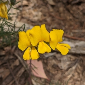 Gompholobium huegelii at Talmalmo, NSW - 30 Nov 2022