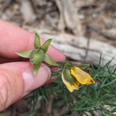 Gompholobium huegelii at Talmalmo, NSW - 30 Nov 2022