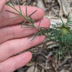 Gompholobium huegelii at Talmalmo, NSW - suppressed