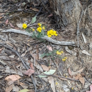 Gompholobium huegelii at Talmalmo, NSW - suppressed