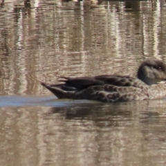 Anas gracilis at Franklin, ACT - 24 Aug 2022 11:51 AM