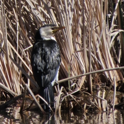 Microcarbo melanoleucos (Little Pied Cormorant) at Budjan Galindji (Franklin Grassland) Reserve - 24 Aug 2022 by AndyRoo