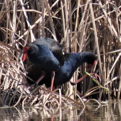 Porphyrio melanotus (Australasian Swamphen) at Franklin, ACT - 24 Aug 2022 by AndyRoo