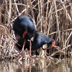 Porphyrio melanotus at Franklin, ACT - 24 Aug 2022