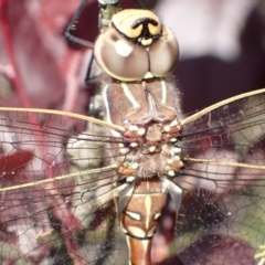 Adversaeschna brevistyla at Murrumbateman, NSW - 29 Nov 2022 05:54 PM