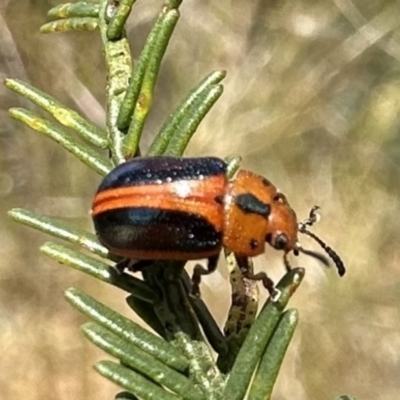Calomela curtisi (Acacia leaf beetle) at Hackett, ACT - 30 Nov 2022 by Pirom