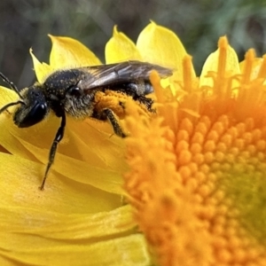 Lasioglossum (Chilalictus) lanarium at Hackett, ACT - 30 Nov 2022