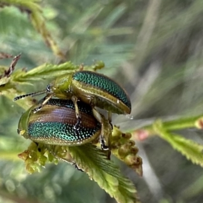 Calomela parilis (Leaf beetle) at Mount Majura - 30 Nov 2022 by Pirom