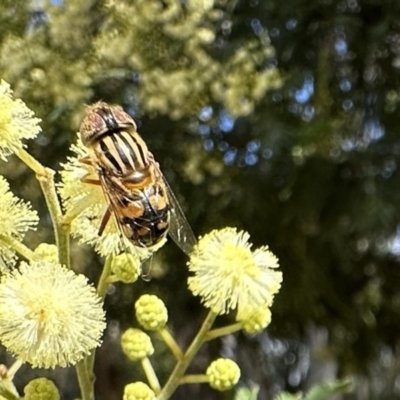 Eristalinus punctulatus (Golden Native Drone Fly) at Hackett, ACT - 30 Nov 2022 by Pirom