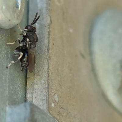 Chalcididae (family) (Unidentified chalcid wasp) at Wodonga, VIC - 25 Nov 2022 by KylieWaldon